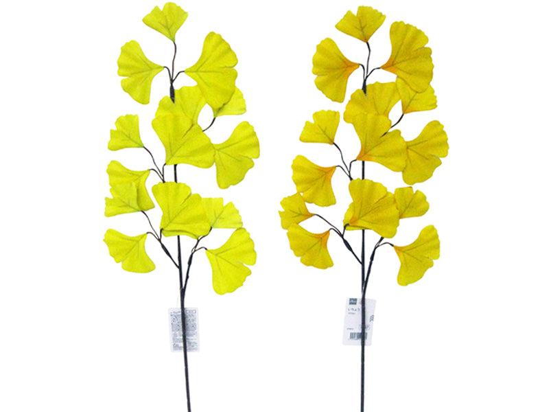 Ginkgo