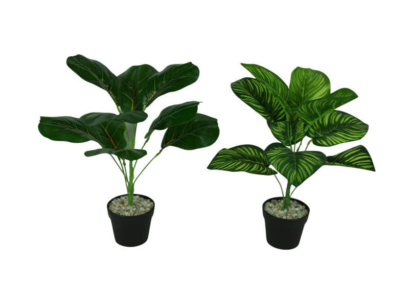Green Pot