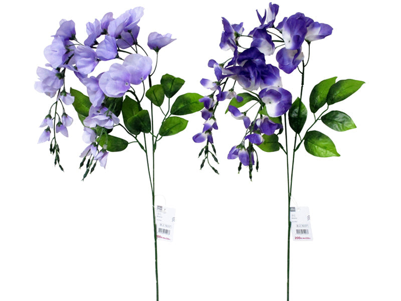 Wisteria