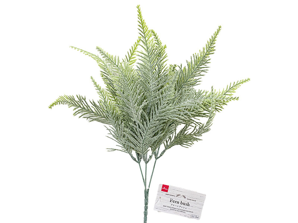 Fern Bush