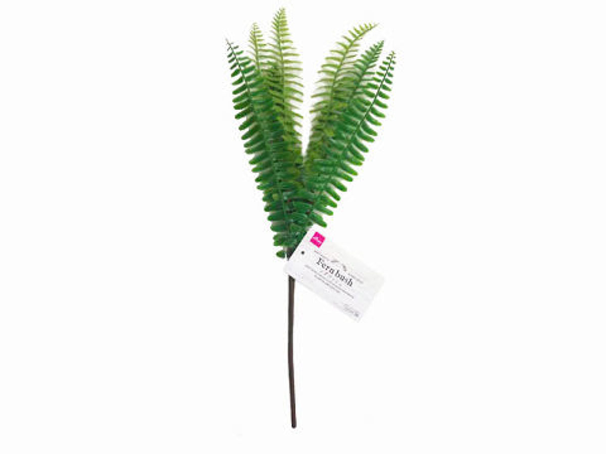 Fern Bush