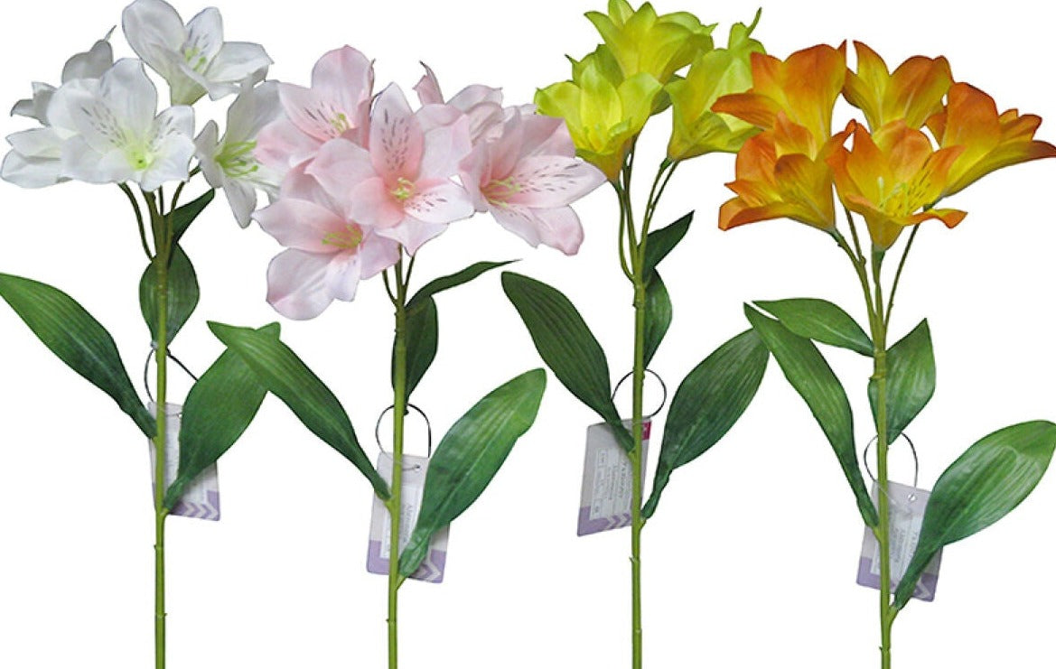 Alstroemeria