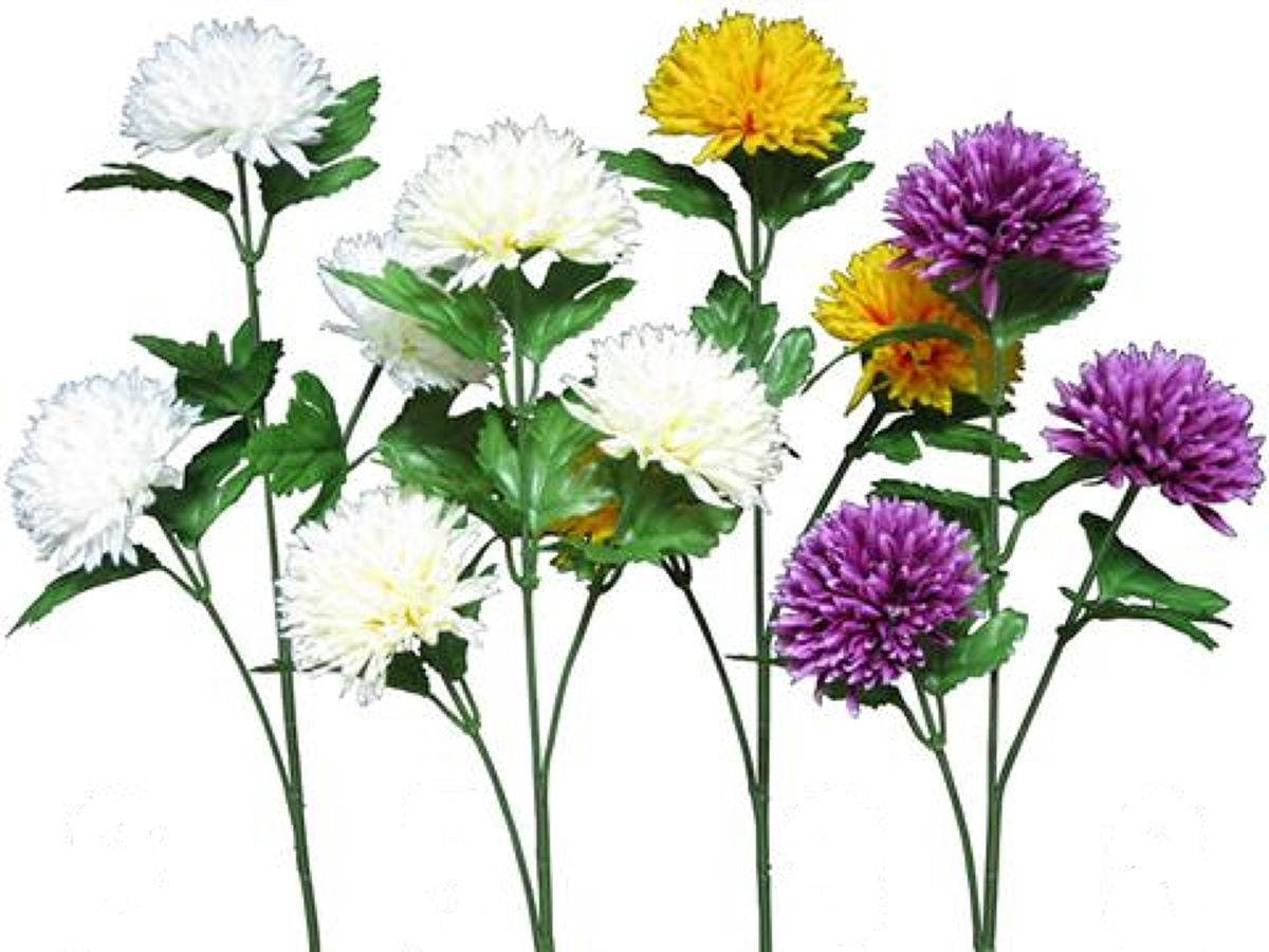 Mari Chrysanthemum