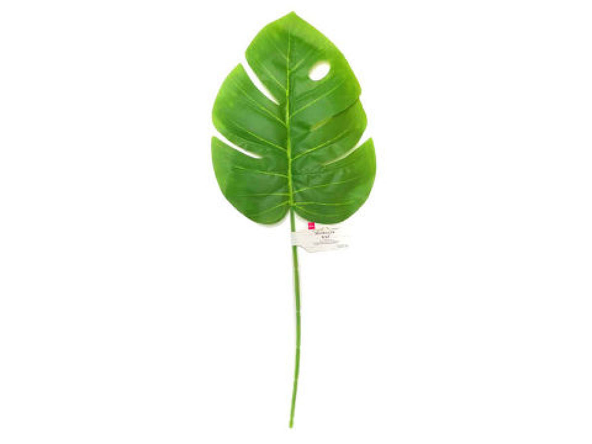 Monstera Leaf
