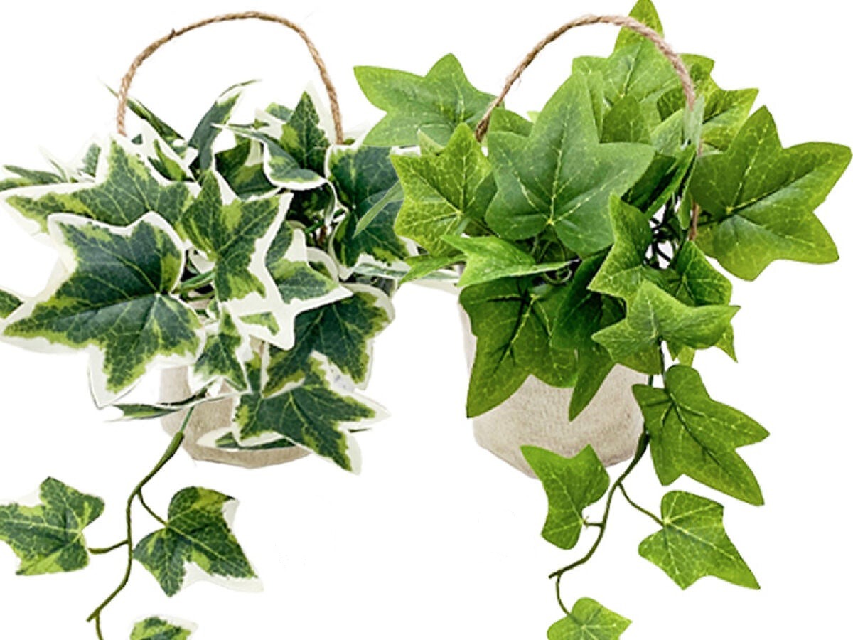 Hanging Pot (Ivy)