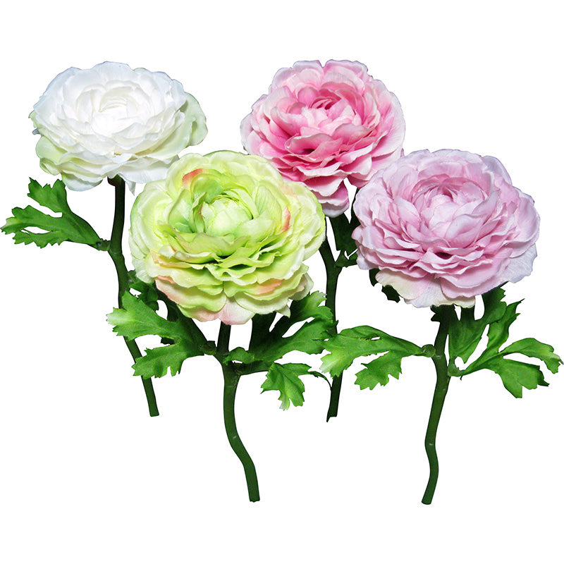 Ranunculus (Pale)