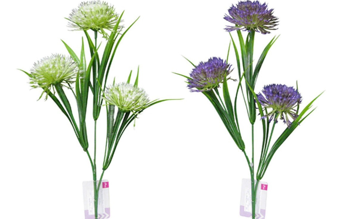 Allium