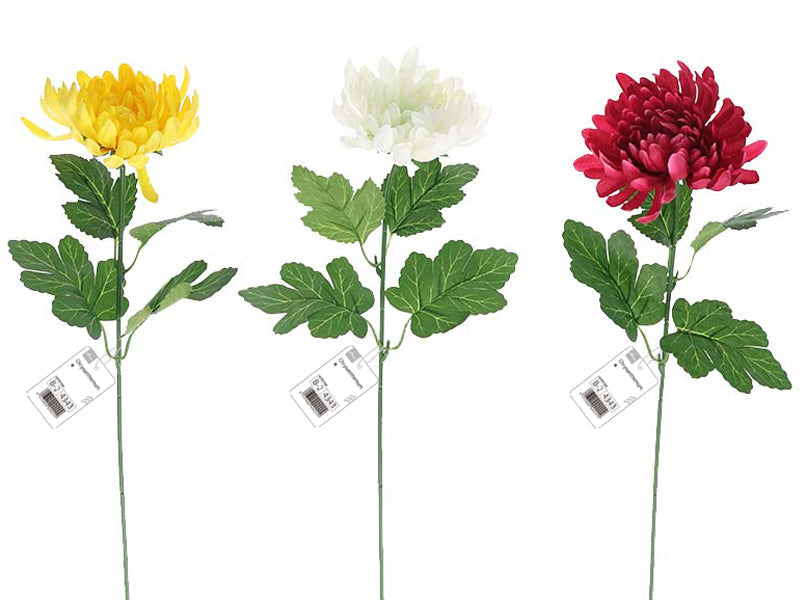 Chrysanthemum