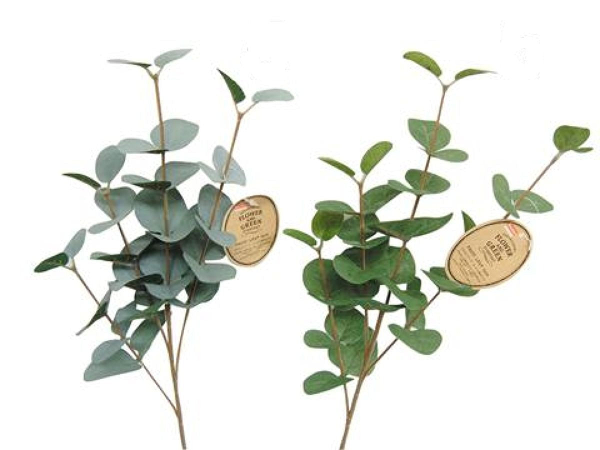 Round Leaf Eucalyptus