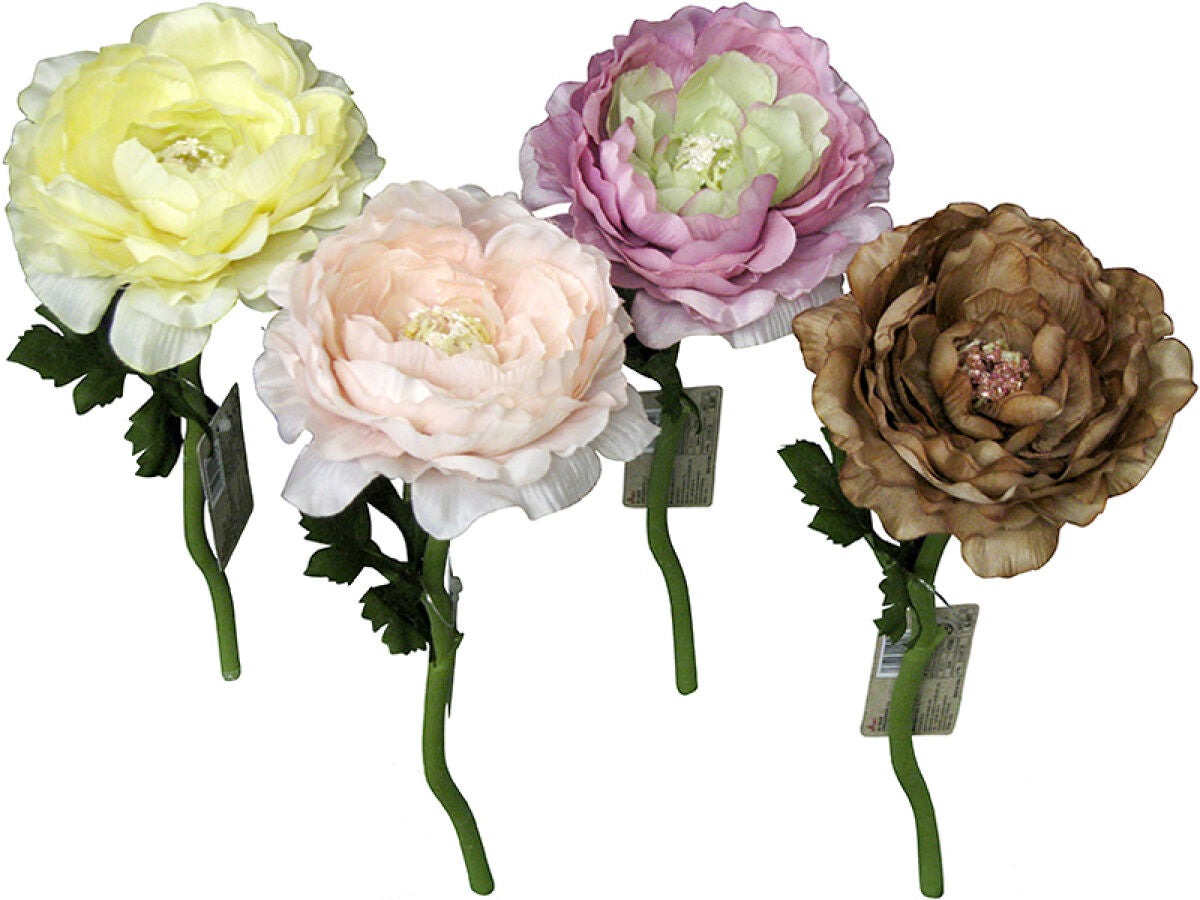 Ranunculus (Nudy)