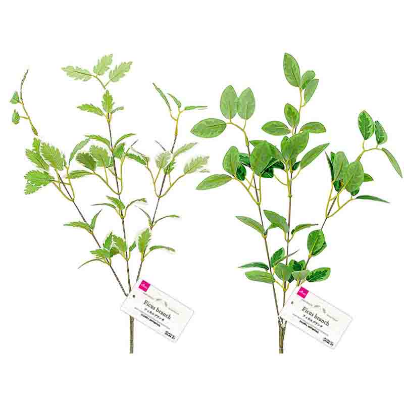 Ficus Branch