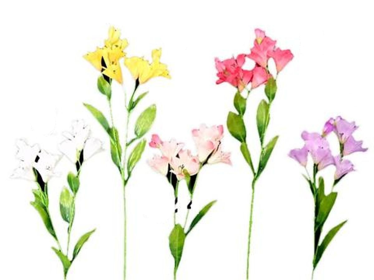 Alstroemeria
