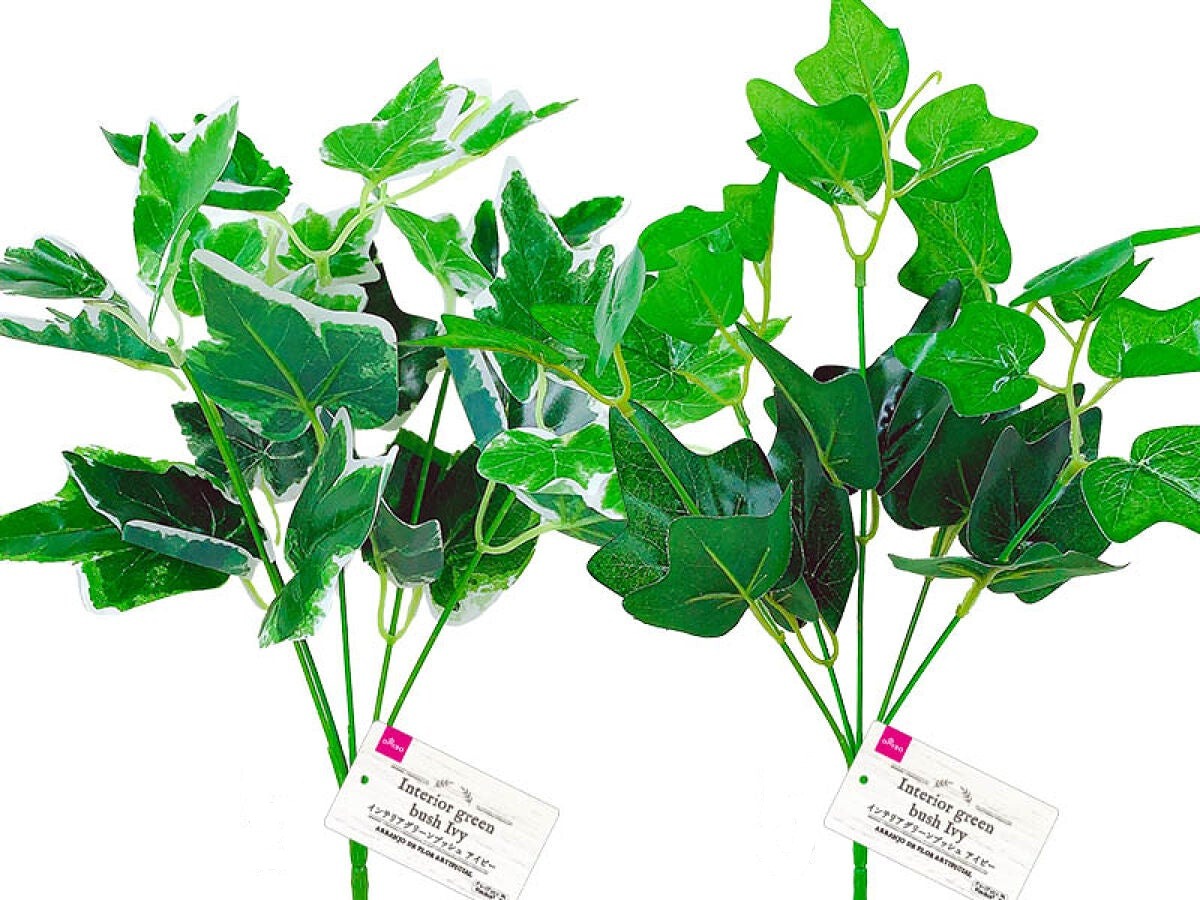Interior Green Bush (Ivy)