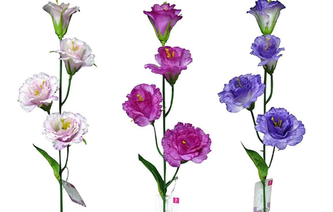 Turkish Bellflower