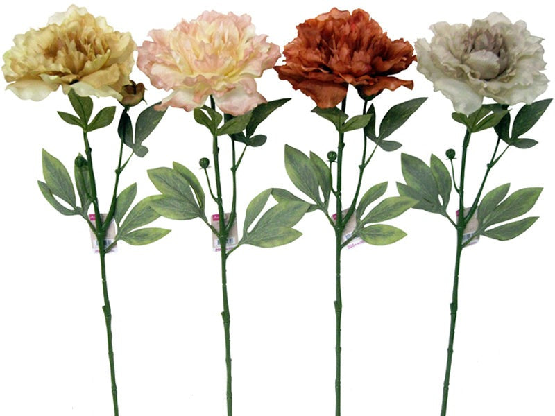 Peony (Nuance)