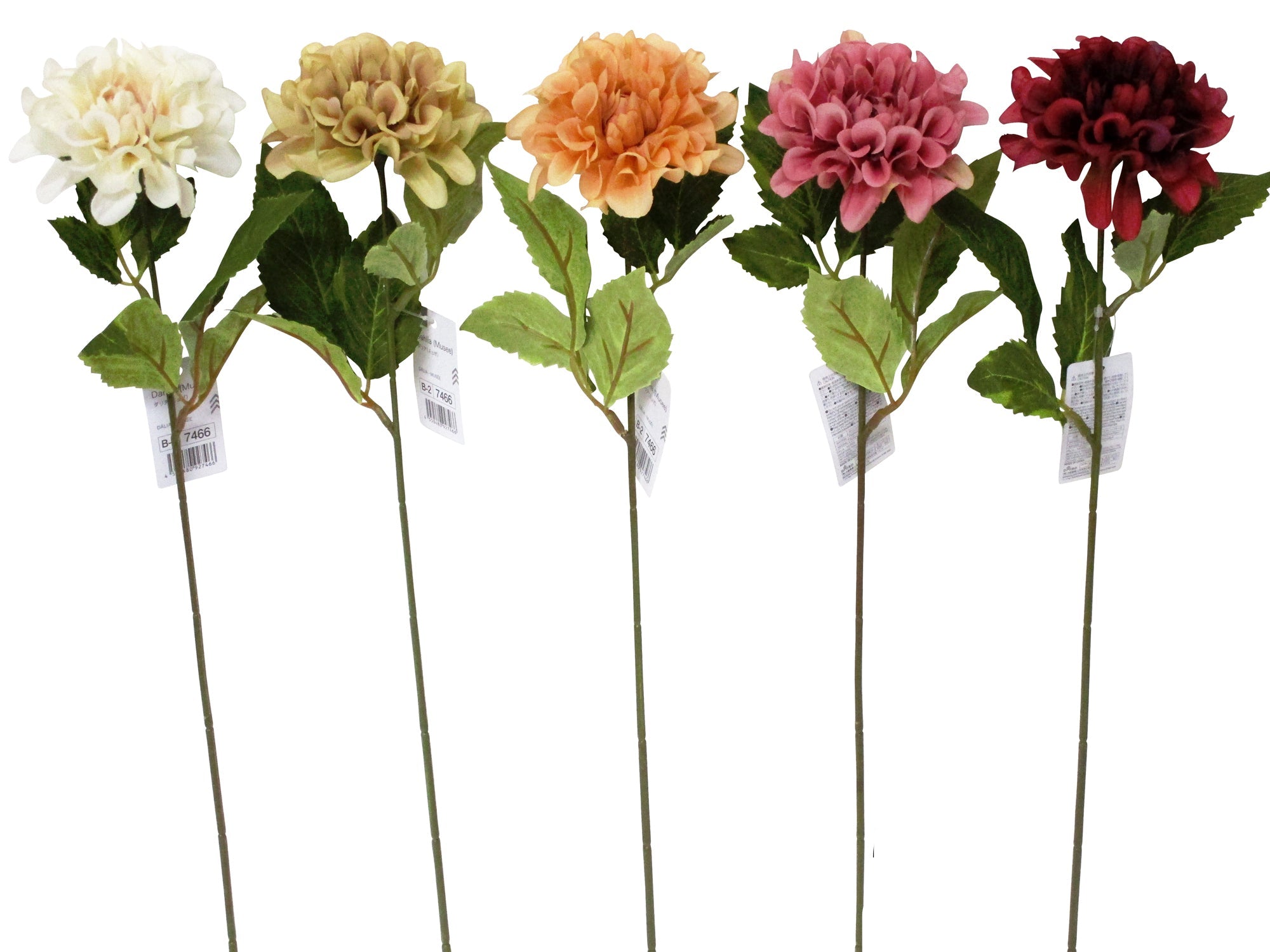 Dahlia (Muse)