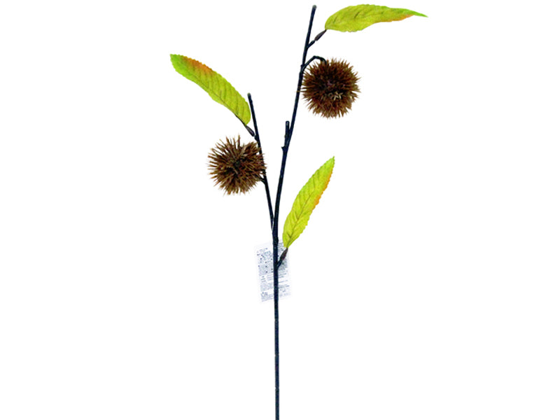 Chestnut