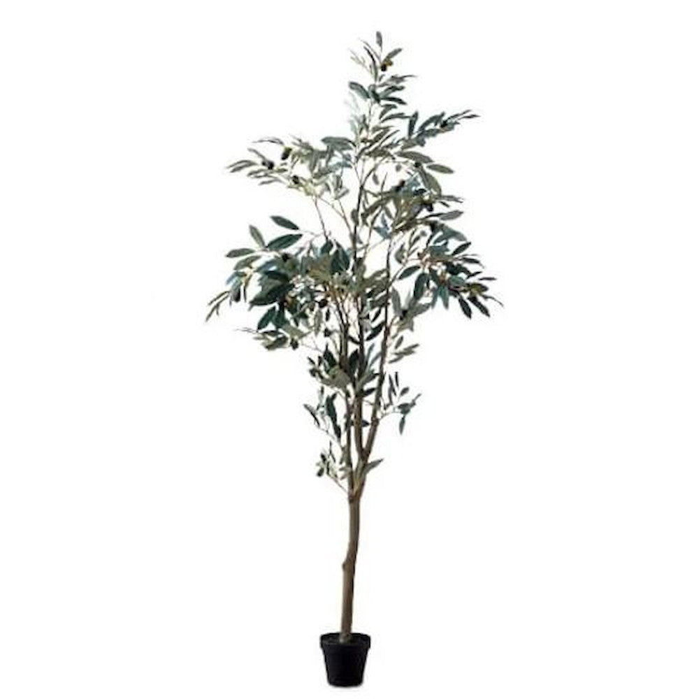 Olive Tree 80954