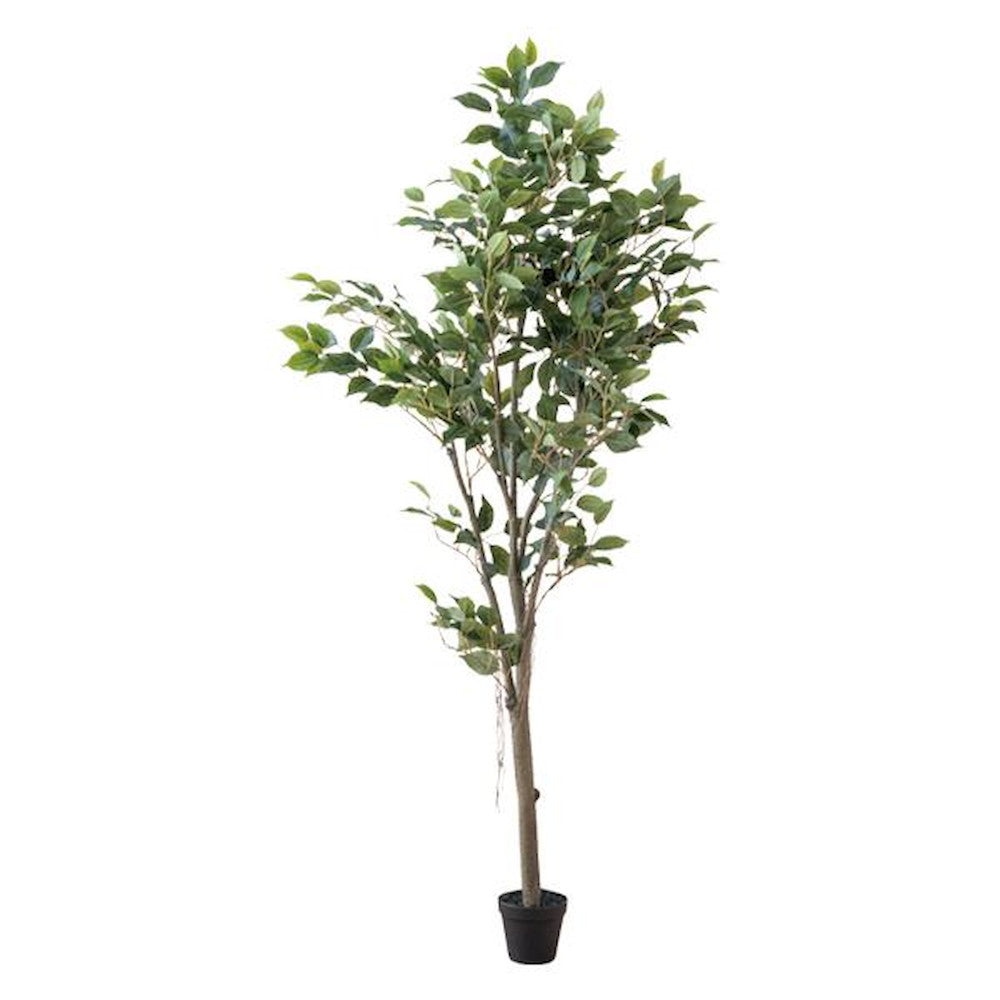 Ficus Tree 80955