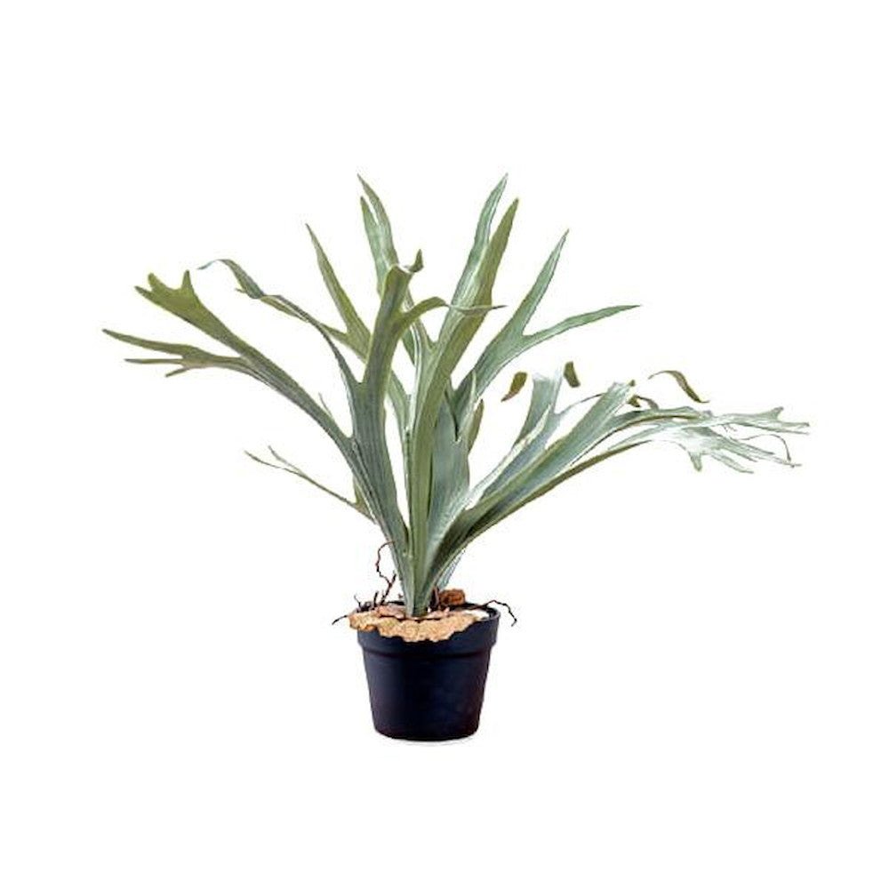 80977 Bat Plant