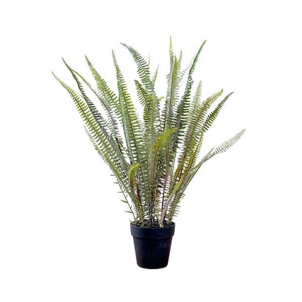 Boston Fern 80978
