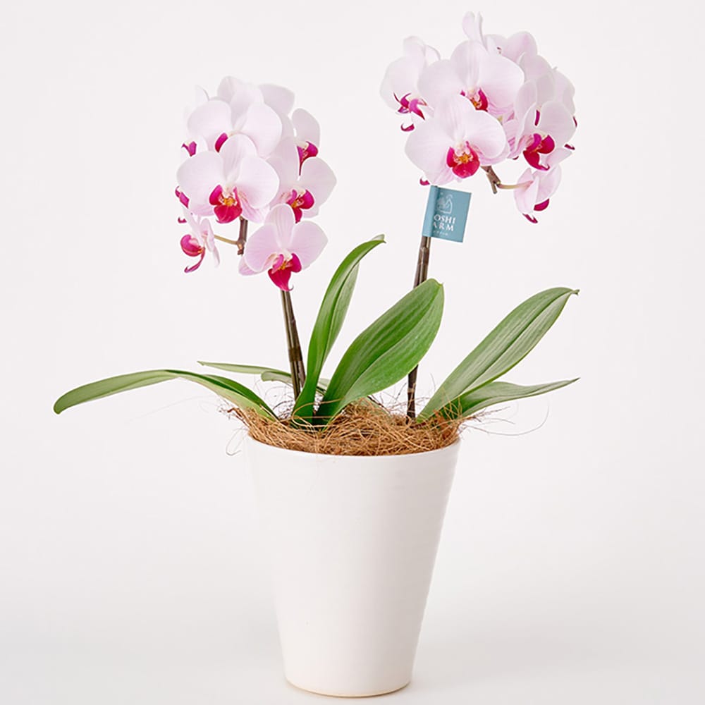 Midi Orchid 2 Stems Red Lip 4.5-inch Pot