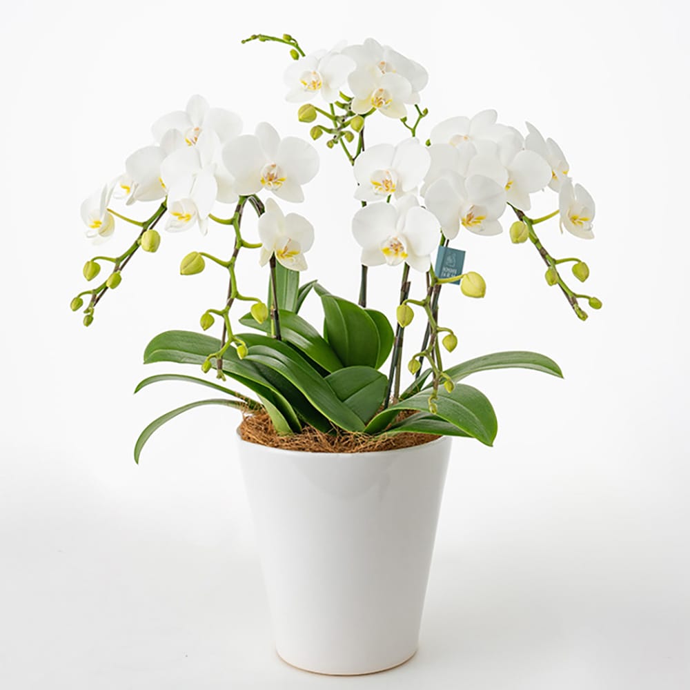 Midi Orchid 5 Stems White 6-inch Pot