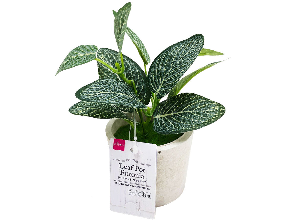 Leaf Pot (Fittonia)