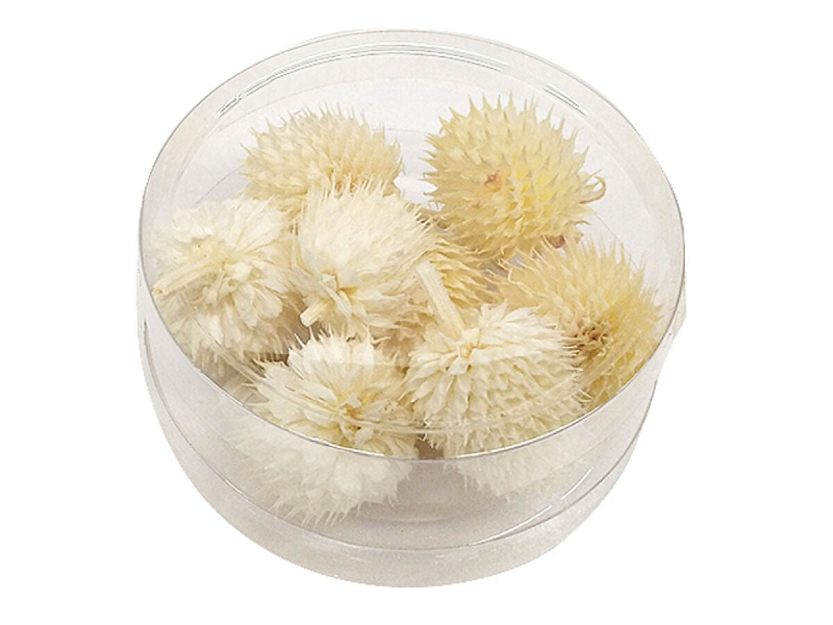 Dried Flower Parts (Chisel, White)