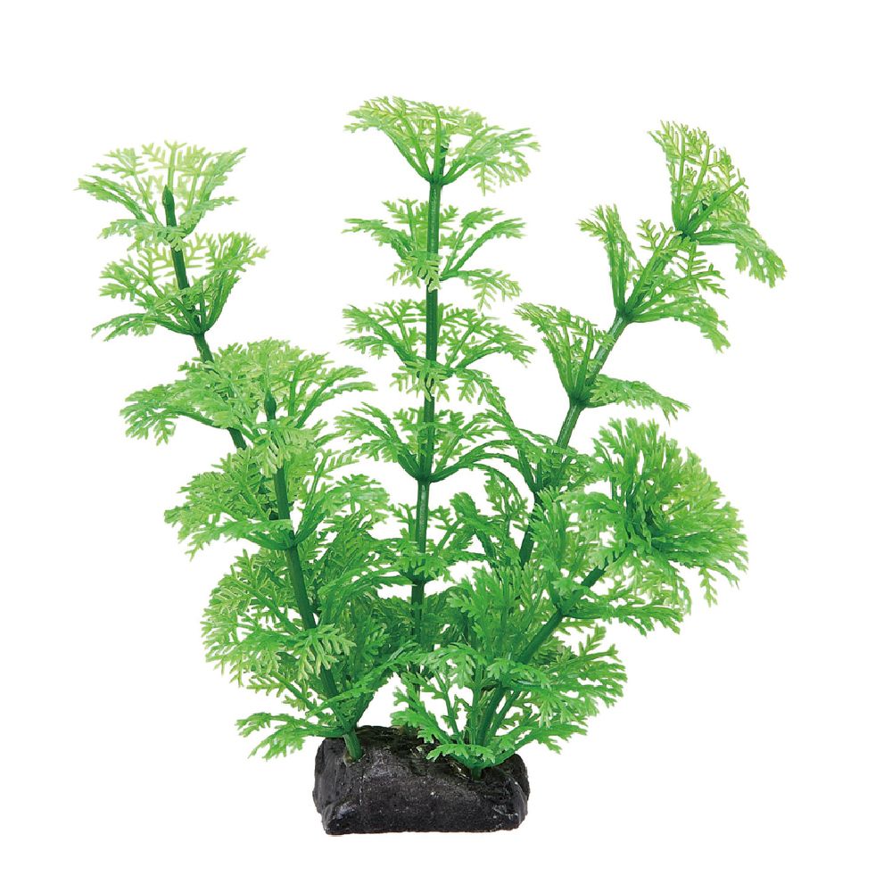 JEX Healing Aquascape Ambulia S