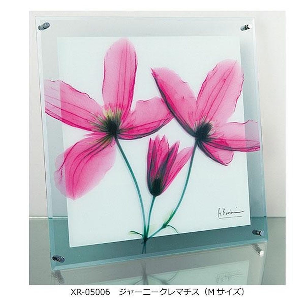 X RAY Glass Art Journey Clematis M Size XR-05006
