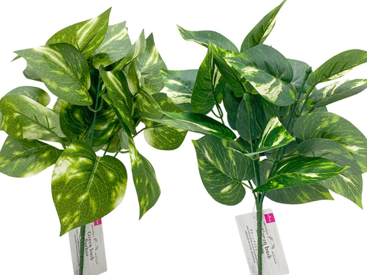 Green Bush (Pothos)