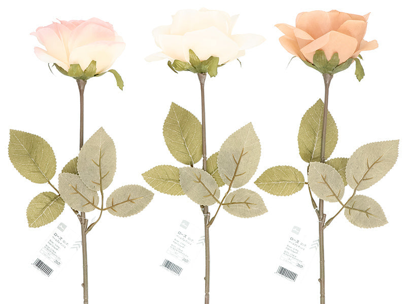Rose (Long, Pale Grayish)