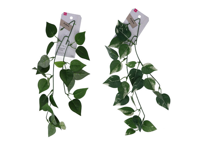 Pothos Vine