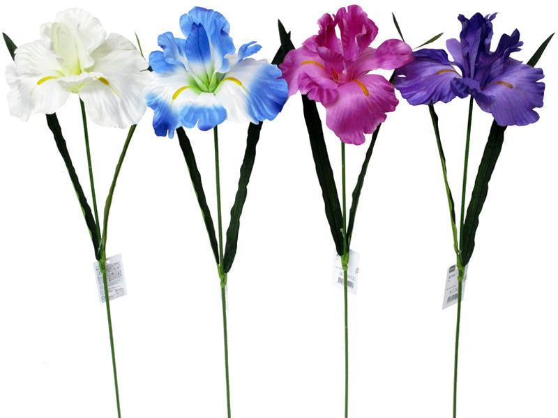 Iris