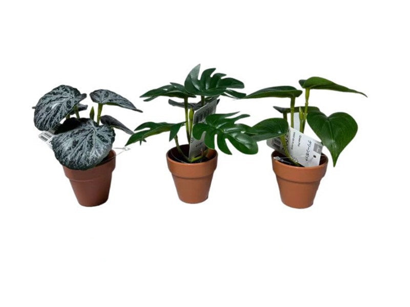 Green Pot