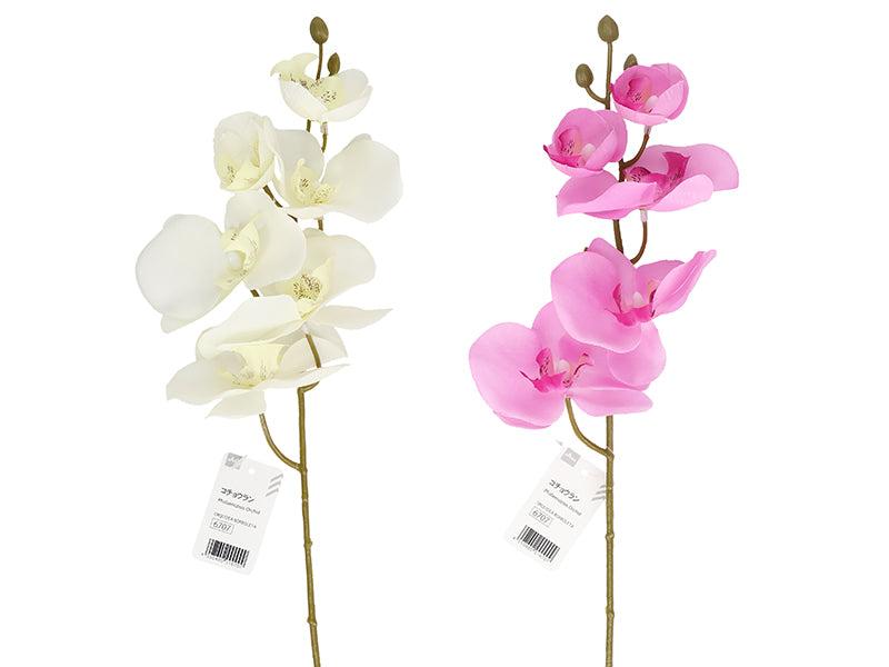 Orchid
