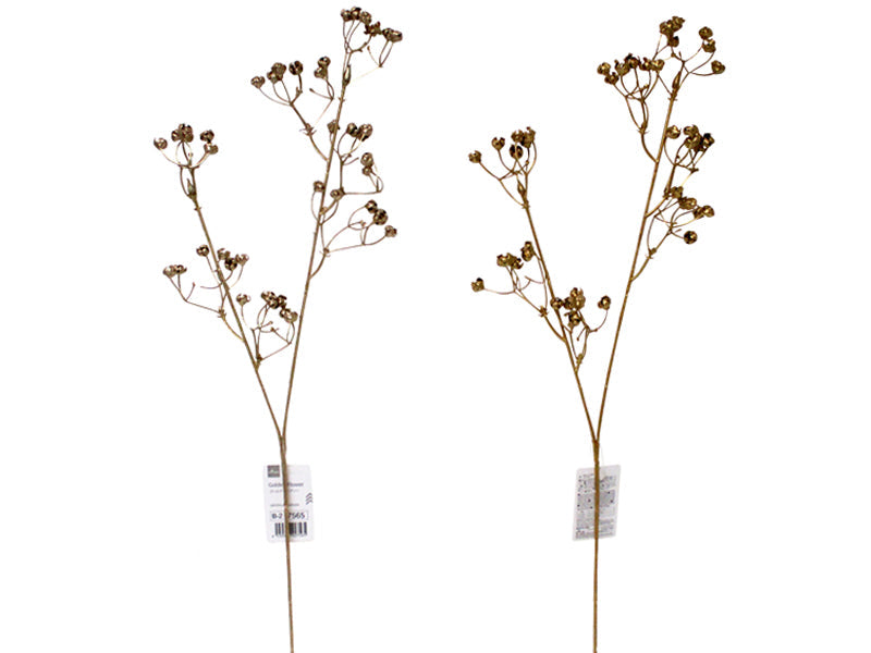 Golden Gypsophila