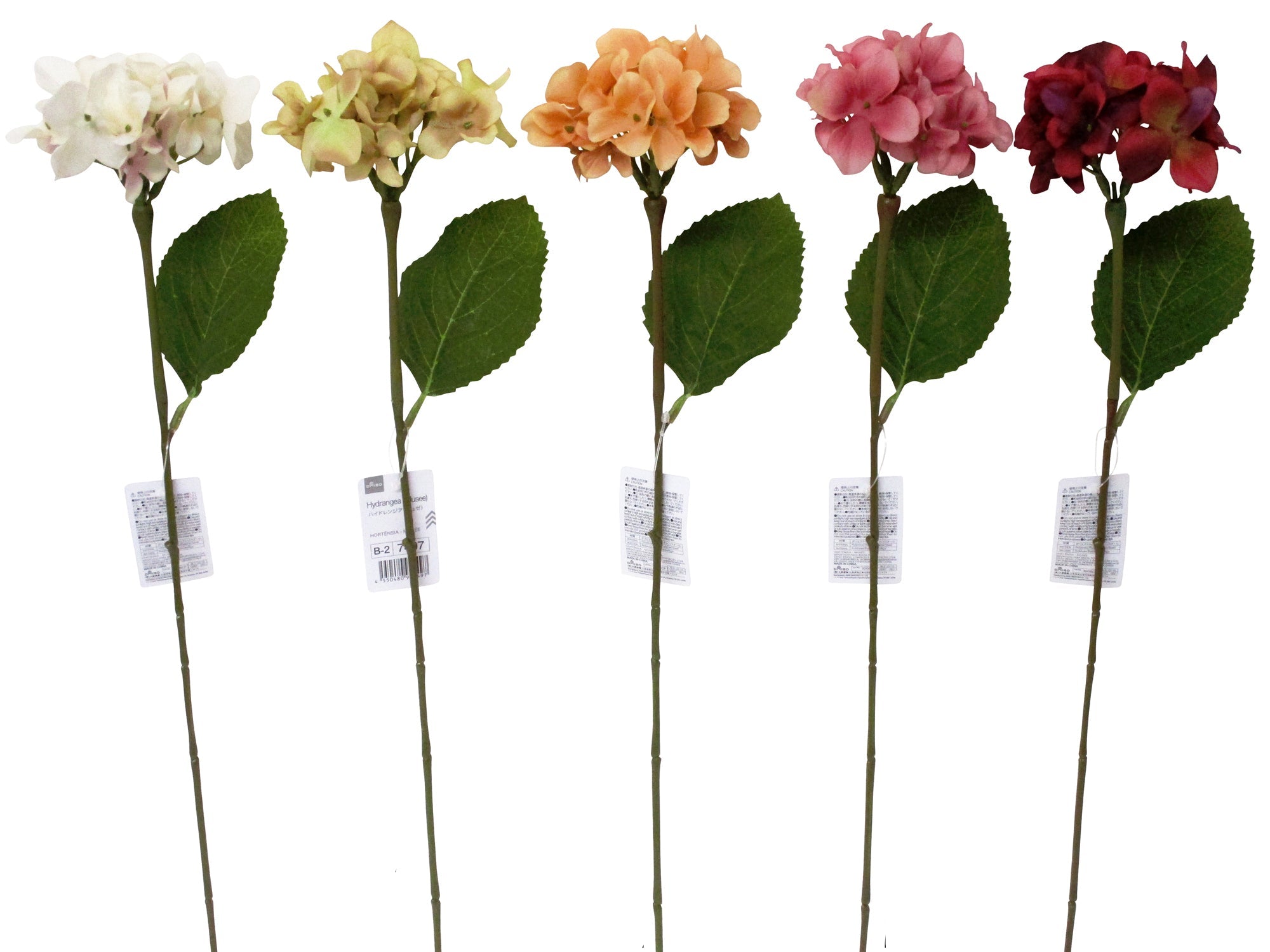 Hydrangea (Muse)