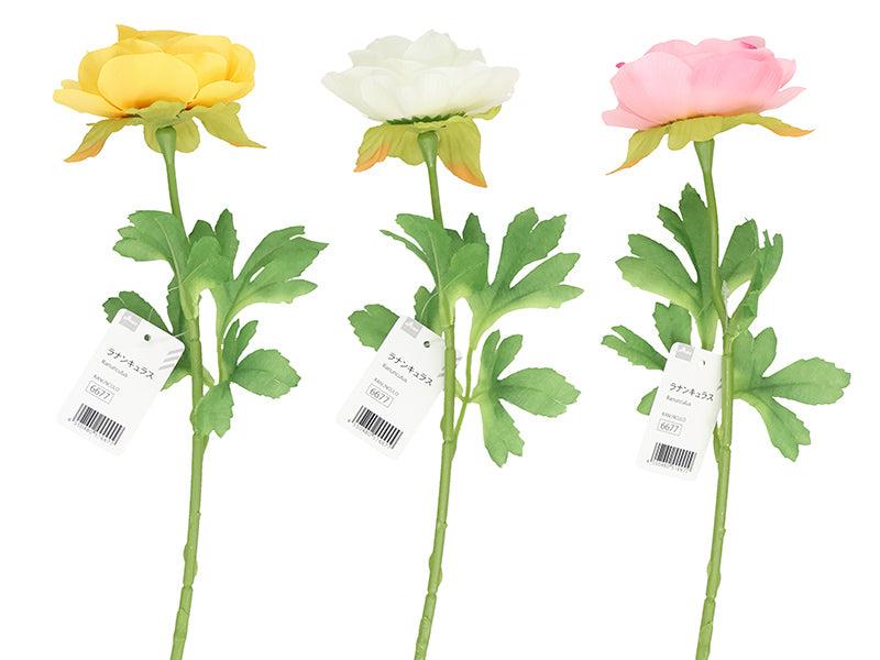 Ranunculus