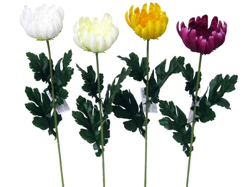 Chrysanthemum