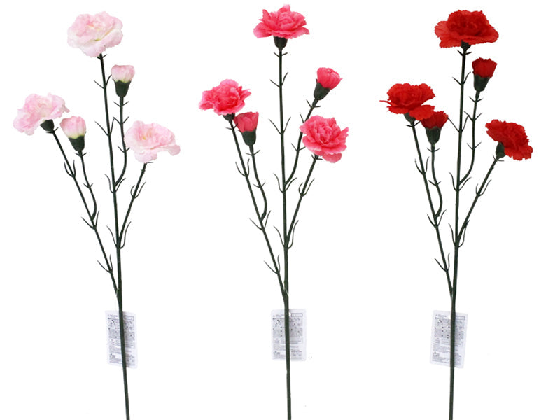Carnation