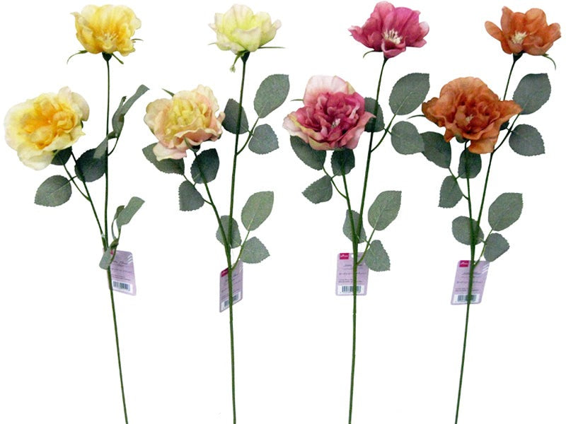 Garden Rose (Nature)
