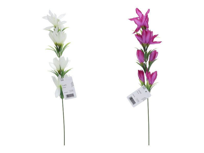 Gentian