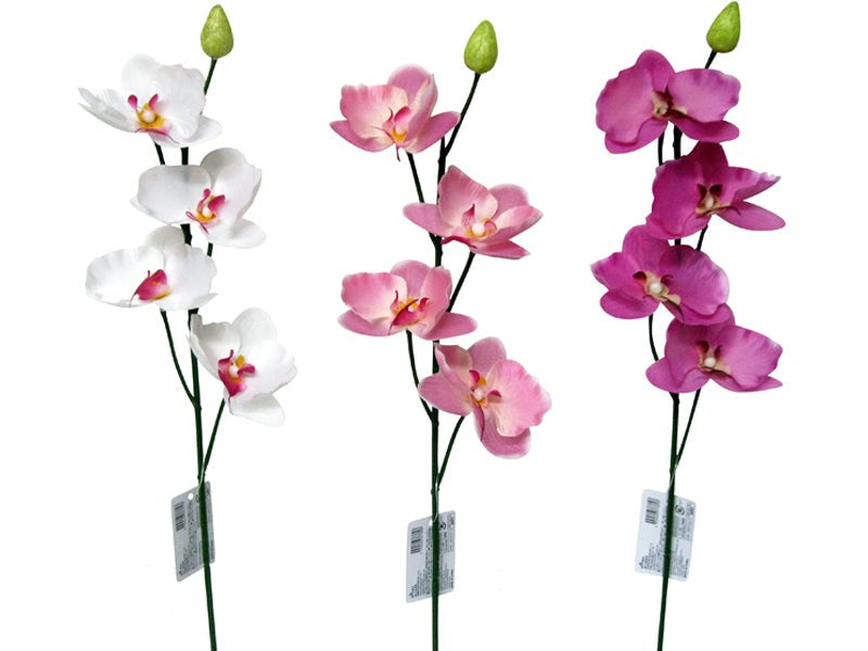 Orchid