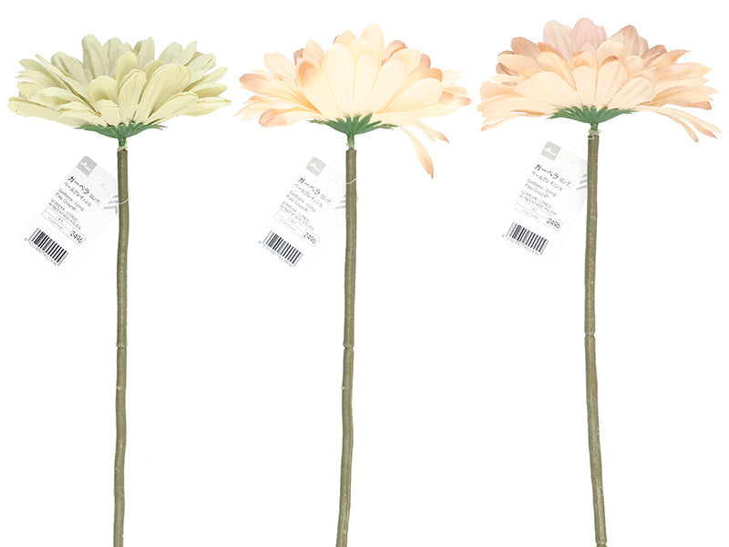 Gerbera (Long, Pale Grayish)