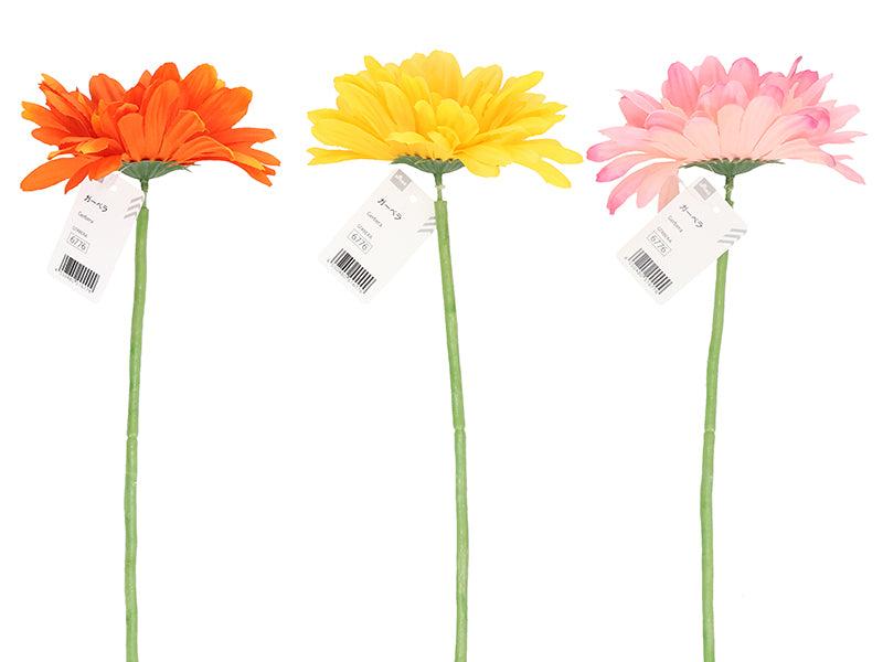 Gerbera