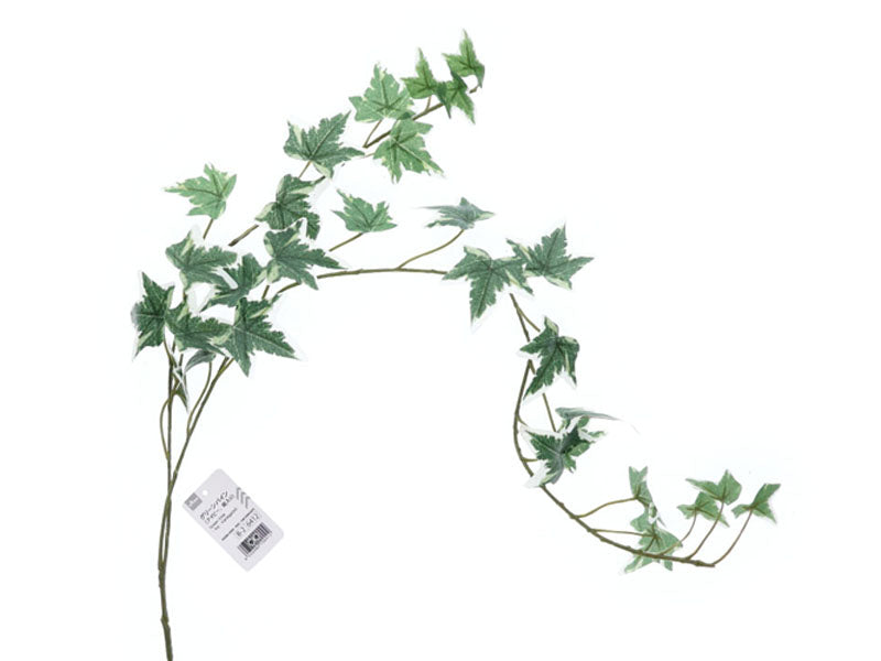 Green Vine (Ivy, Variegated)
