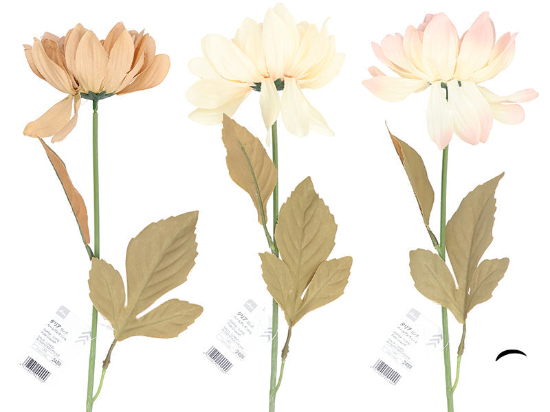 Dahlia (Long, Pale Grayish)