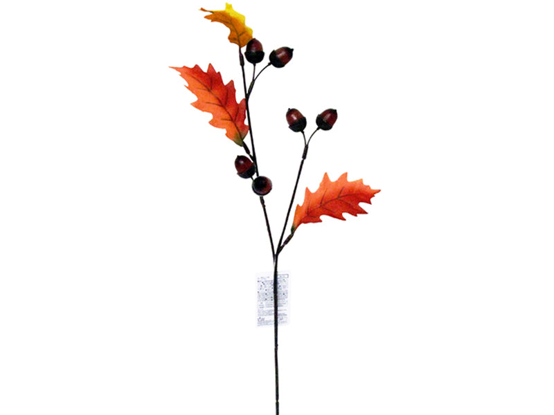 Acorn